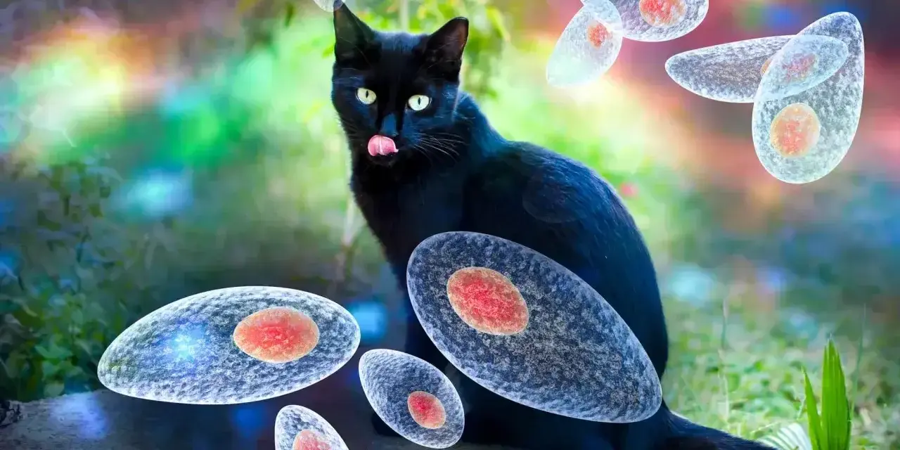 Czarny kot otoczony przez pasożyty Toxoplasma gondii. Obraz ilustruje toksoplazmozę u kota.