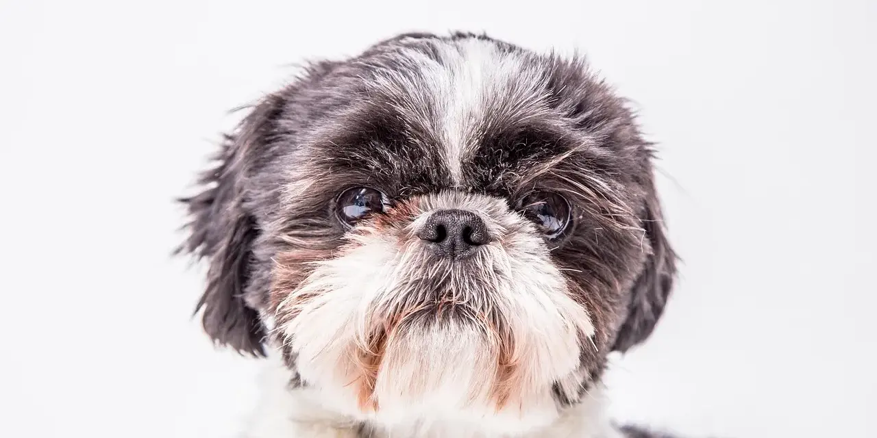 Uroczy shih tzu z czarno-białym futrem, z charakterystycznym białym pasem na czole. Jego oczy błyszczą, a pyszczek jest puszysty.
