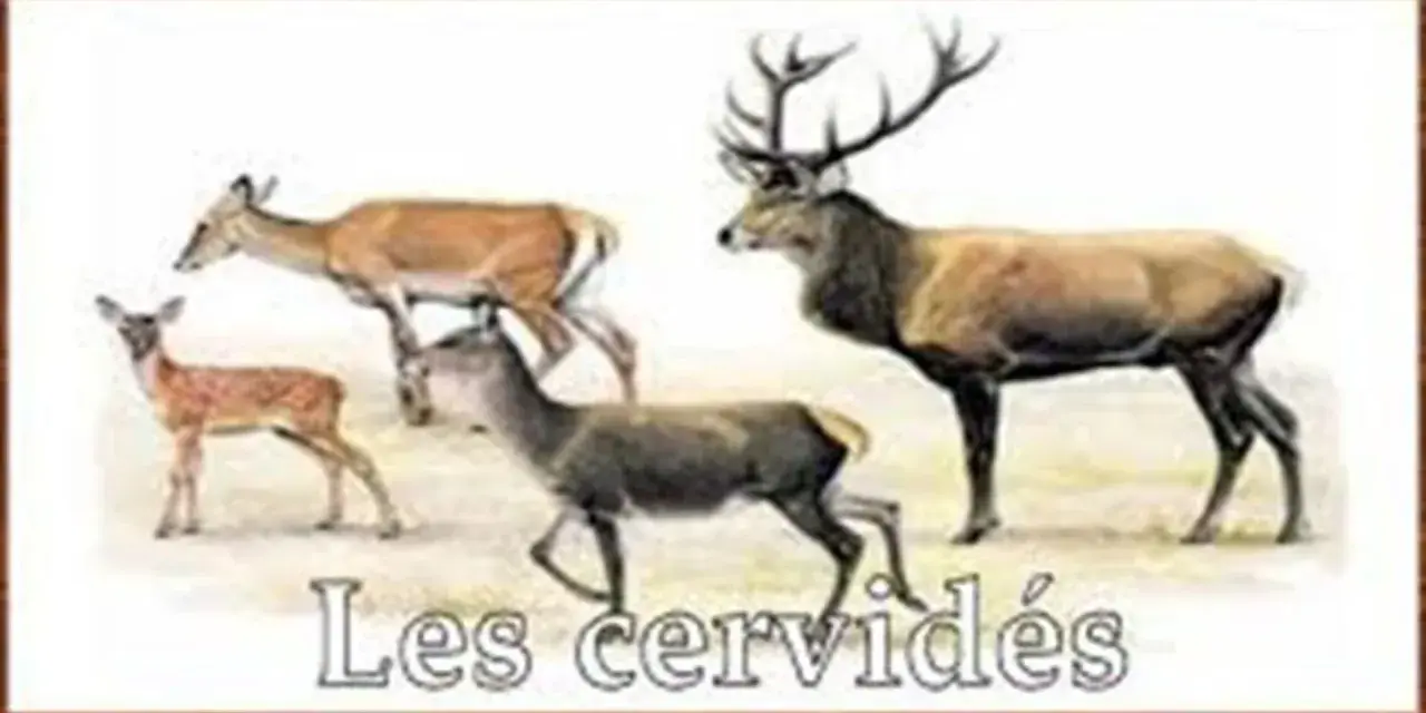 Illustration de plusieurs cervidés, dont un grand cerf mâle avec des bois impressionnants, une biche et deux jeunes faons.
