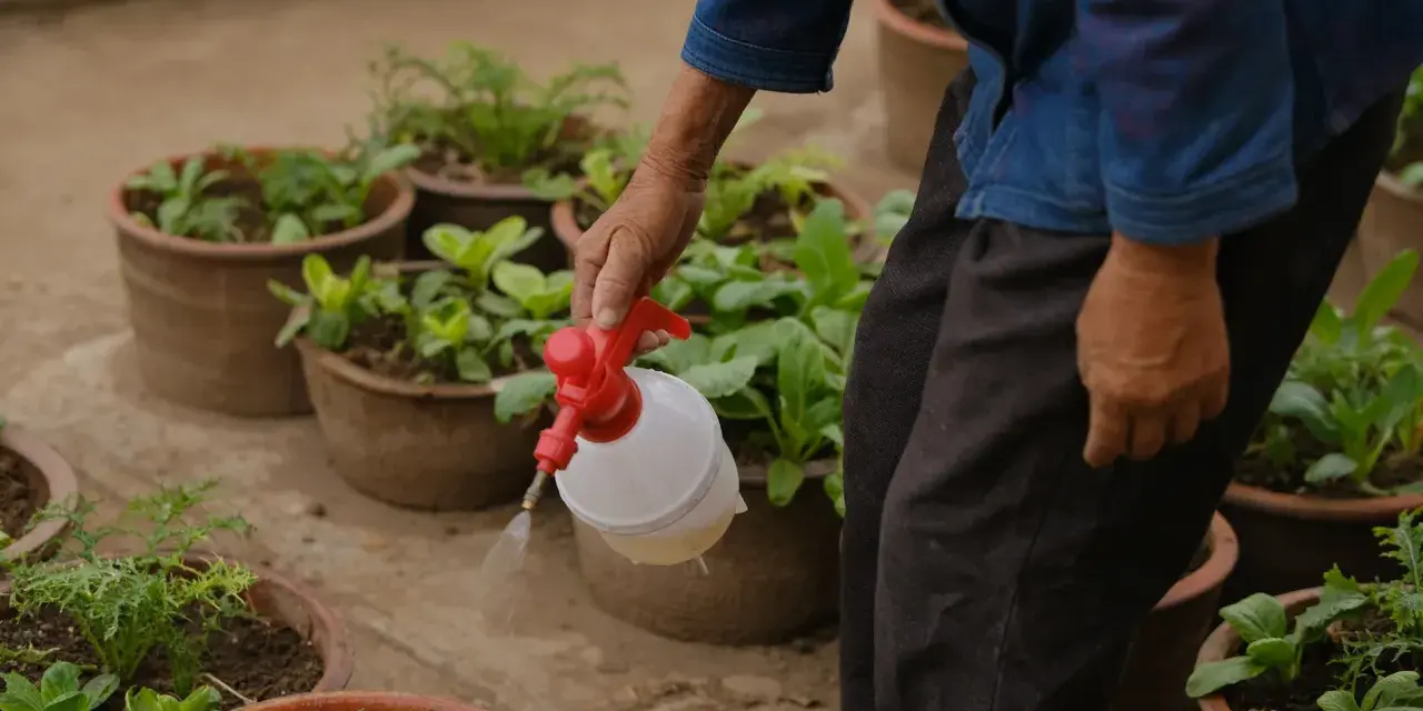 Persona rocía sus plantas con jabón potásico para protegerlas.