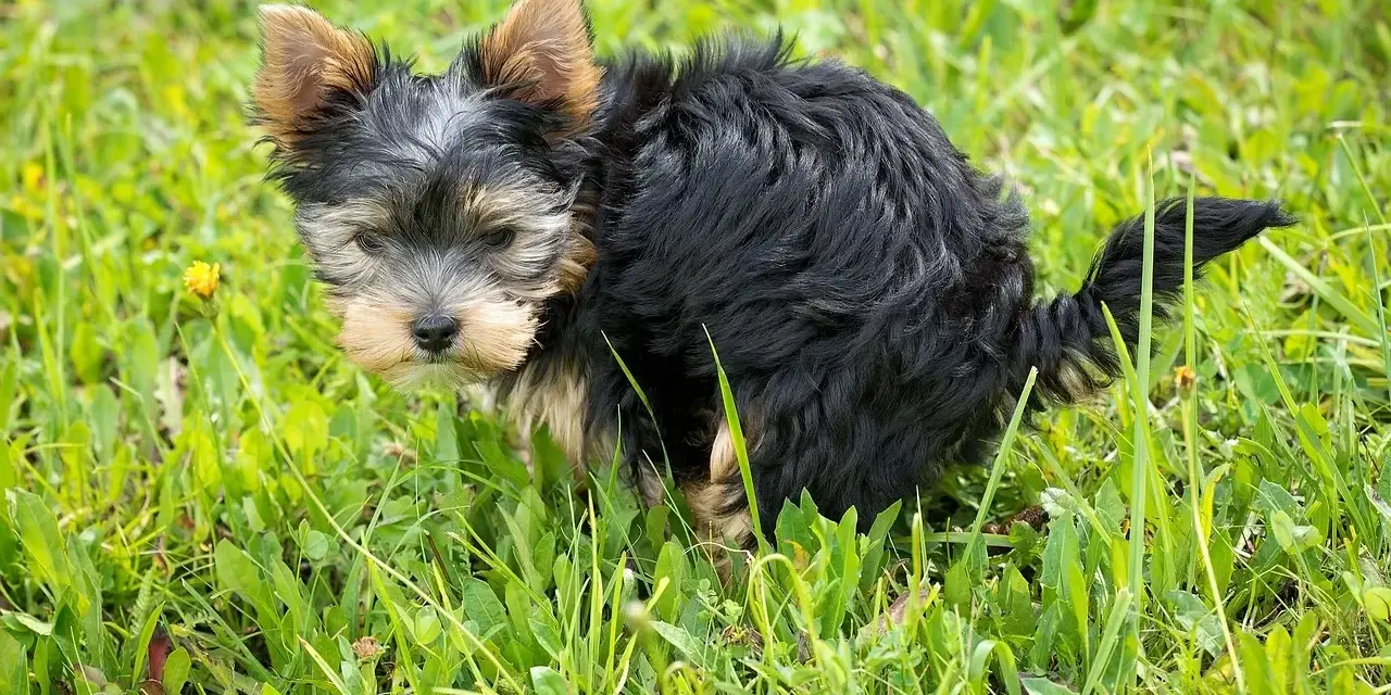 Mały, kudłaty piesek Yorkshire Terrier robi żółtą kupę na trawie.
