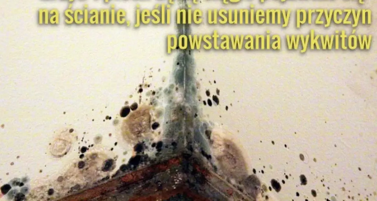 Widok narożnika ściany z widocznym grzybem i pleśnią. Konieczne odgrzybianie ścian, by zapobiec nawrotom wykwitów.