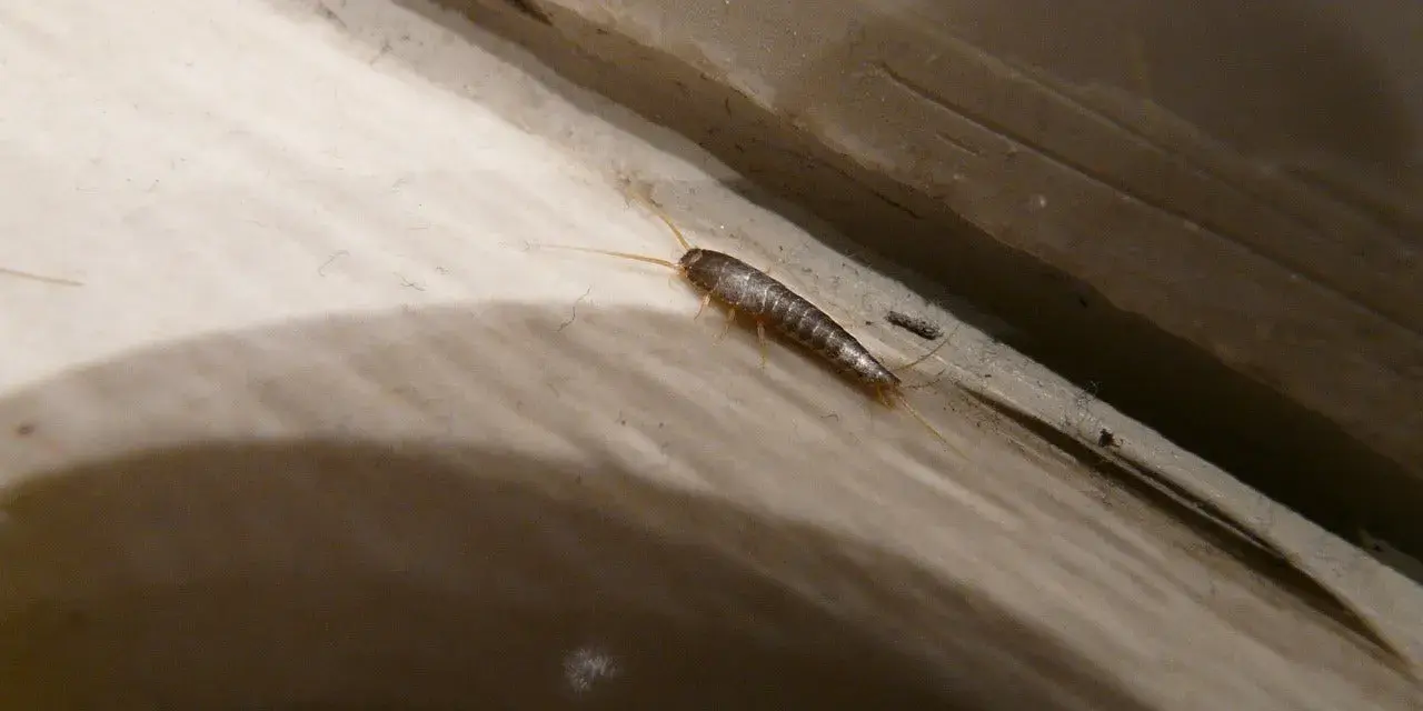 En silverfisk kryper längs en trälist. Undrar du hur blir man av med silverfiskar?