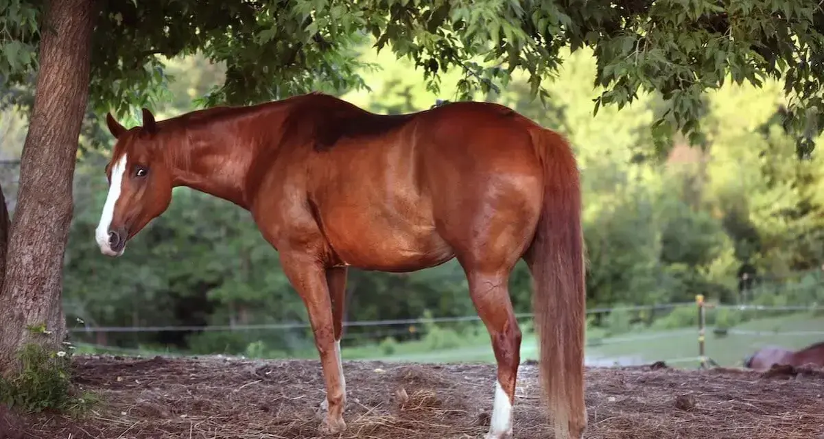 Cheval bai sous un arbre, profitant de l'ombre. Le pssm cheval est bien visible, avec sa robe brillante et sa longue crinière.