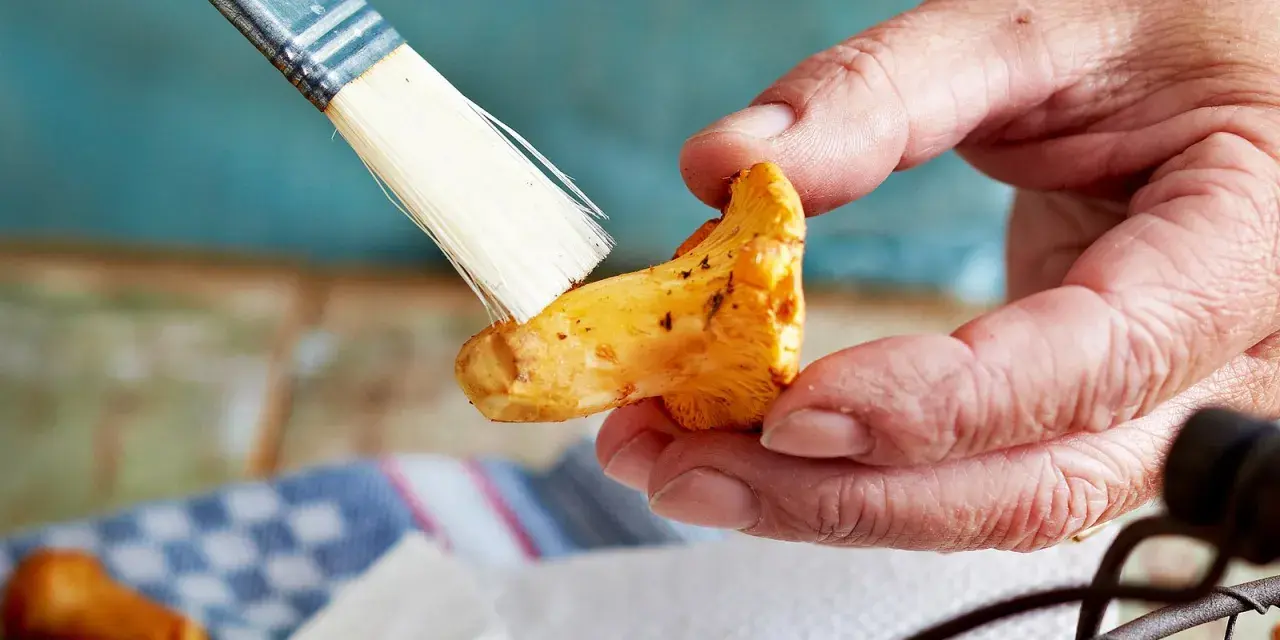Hände putzen mit einem Pinsel sorgfältig Pfifferlinge für ein köstliches Gericht.