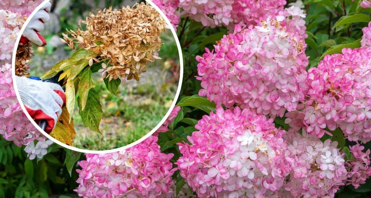 Beskärning av hortensia: en hand med handske klipper bort en vissnad blomställning från en hortensiabuske med rosa blommor.