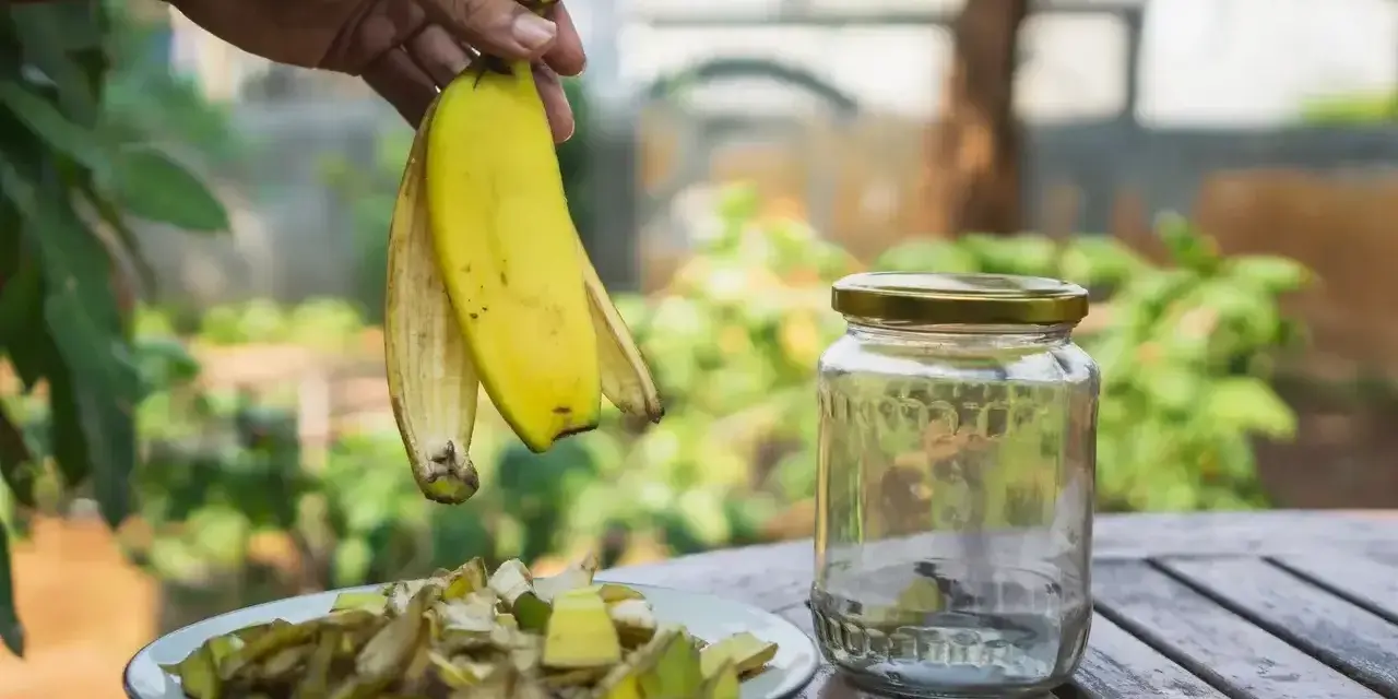 Ręka trzyma skórki banana, obok talerz z pokrojonymi resztkami i słoik. To początek tworzenia domowego nawozu z banana.