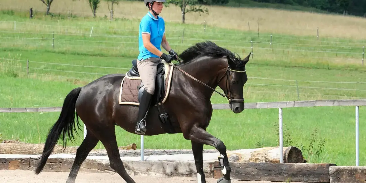 Reiterin in blauer Reitbekleidung übt mit einem dunklen Pferd die Anlehnung im Schritt auf einem Reitplatz.