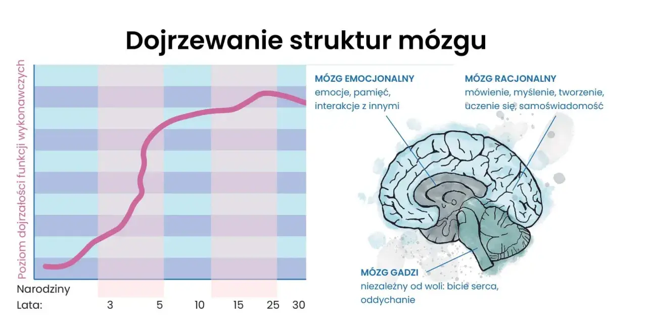 Wykres pokazuje rozwój funkcji wykonawczych u dziecka neurotypowego. Obok ilustracja mózgu z zaznaczonymi obszarami: gadziego, emocjonalnego i racjonalnego.