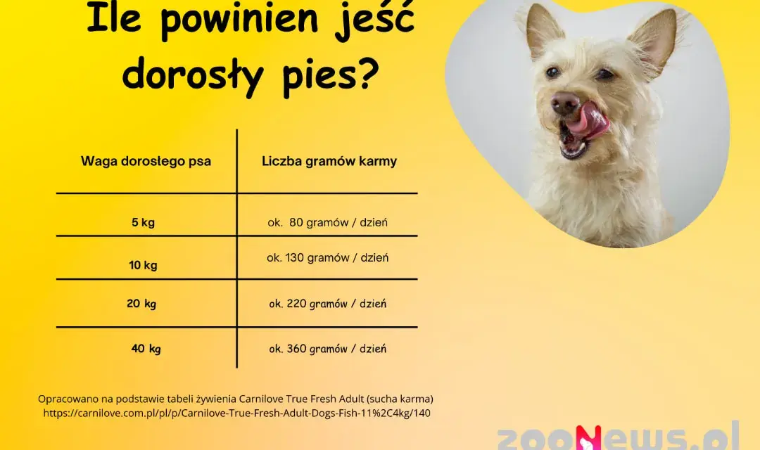 Ile powinien jeść 2-miesięczny szczeniak? Poradnik krok po kroku