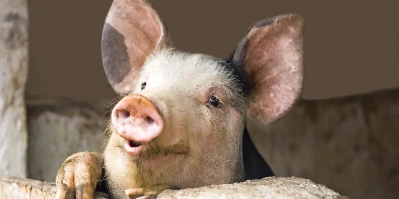 Un suino curioso spunta da una staccionata, con le grandi orecchie rosa e un muso espressivo.