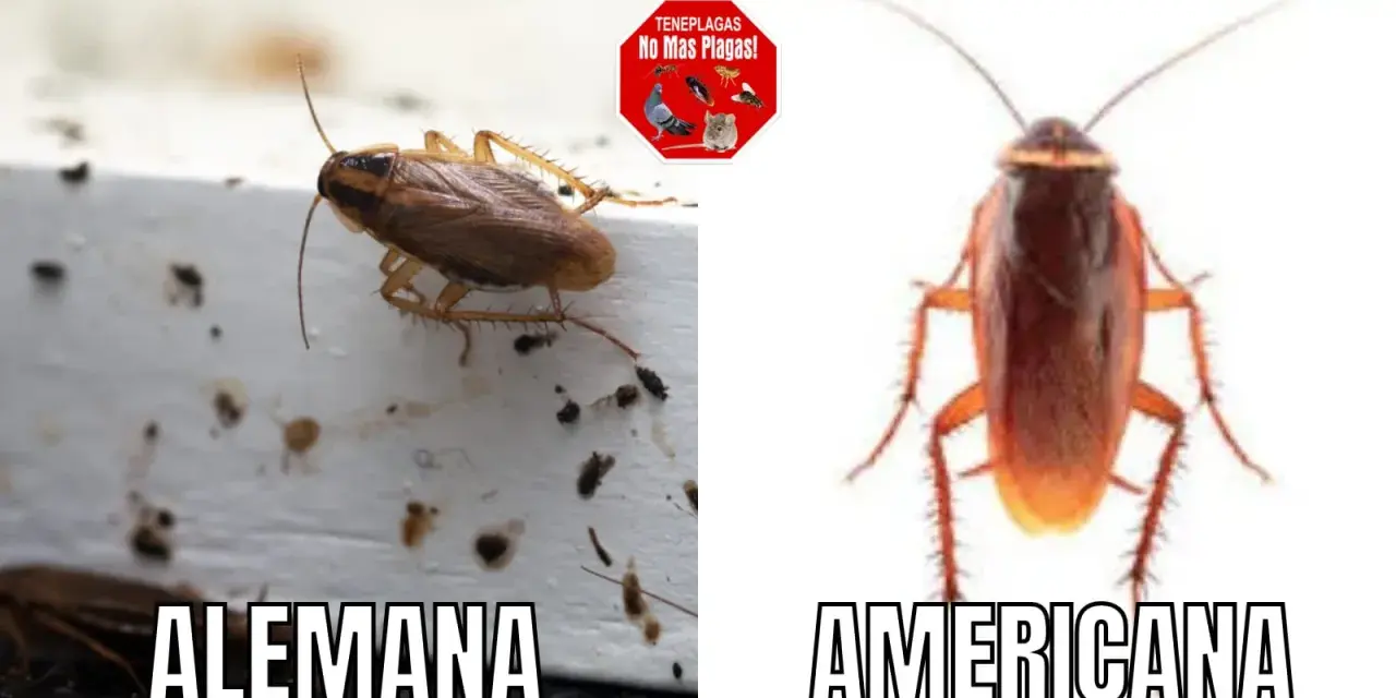 Comparación de cucarachas: Blattella germánica (alemana) y cucaracha americana.