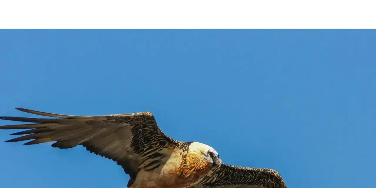 Un gypaète barbu, majestueux vautour fauve, plane dans un ciel bleu éclatant, ses ailes déployées.