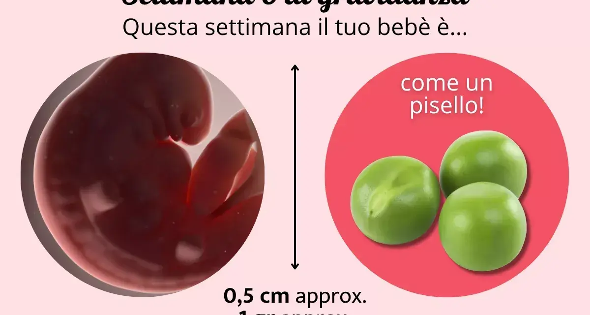 A 6 settimana di gravidanza, il tuo bebè è grande come un pisello, circa 0,5 cm e 1 grammo.