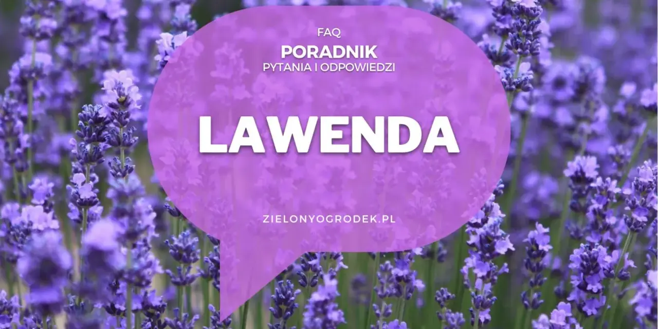 Pole lawendy, na którym widnieje napis "LAWENDA" i informacja o poradniku. Poznaj różne lawenda odmiany.