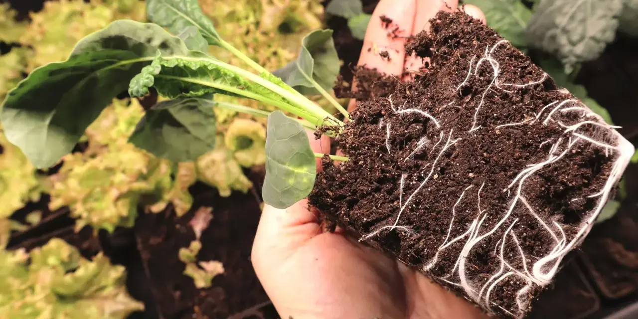 En hand håller en planta med kraftiga rötter, redo att planteras. En perfekt start för att odla svartkål.