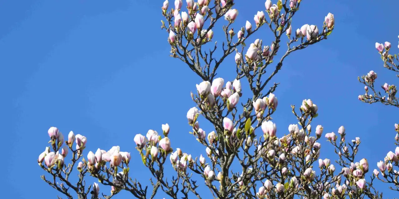 Ett magnoliaträd med många rosa och vita knoppar mot en klarblå himmel. Våren är här!