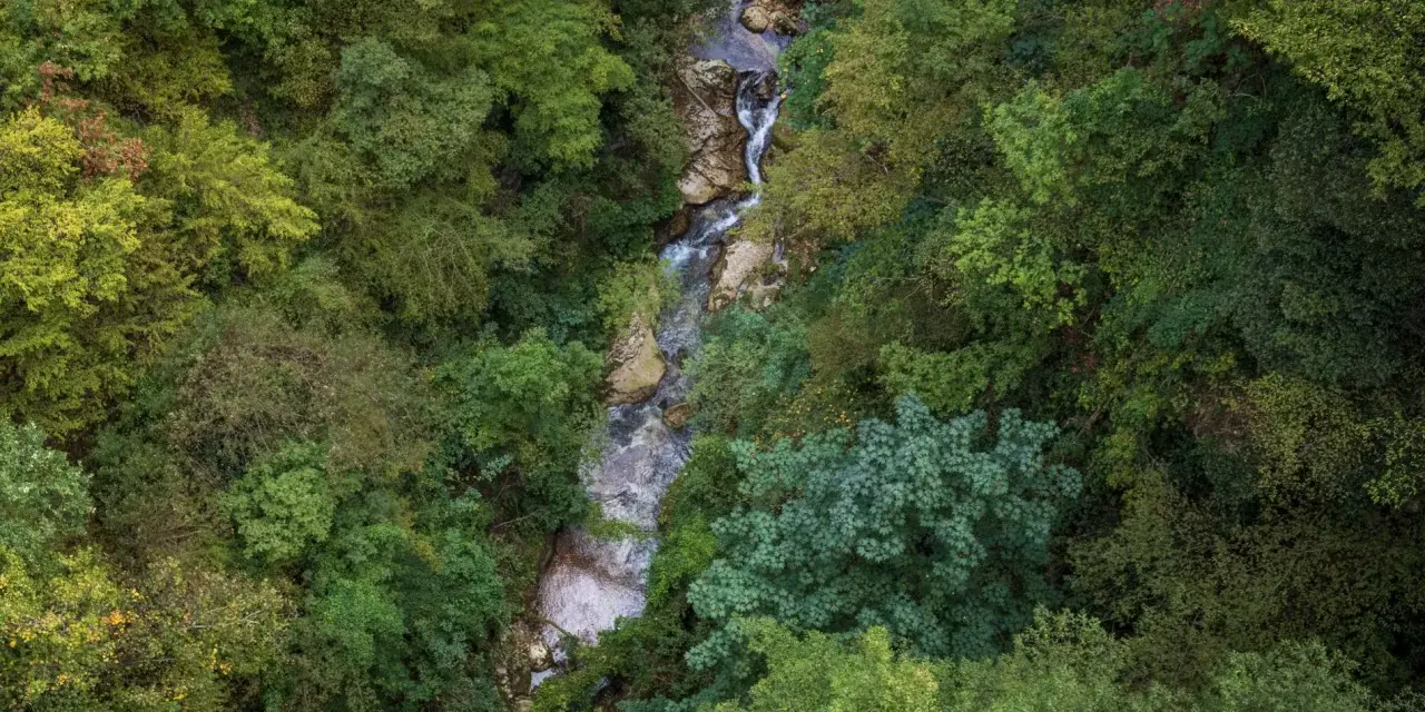 Un ruscello serpeggia tra la lussureggiante vegetazione della valle dell'Orfento, con alberi fitti e rocce bagnate.