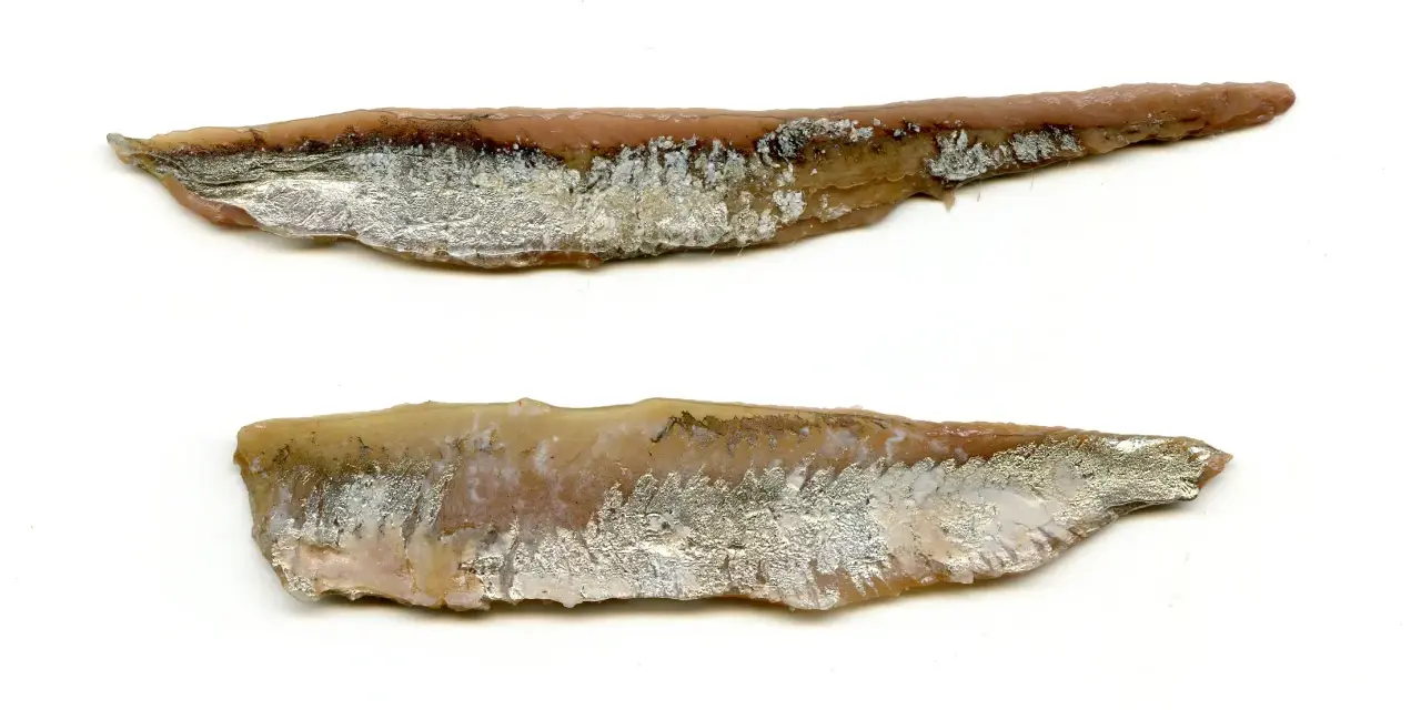 Dwa filety anchois, solone i marynowane, z widoczną srebrzystą skórą i różowym mięsem.