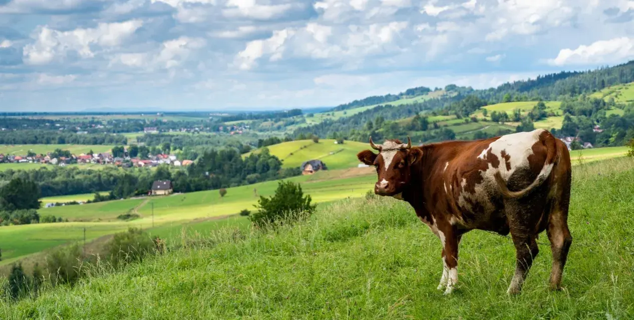 Brązowo-biała krowa na zielonym wzgórzu, w tle malownicza panorama wsi i pagórków. Widok z przełęczy Snozka.