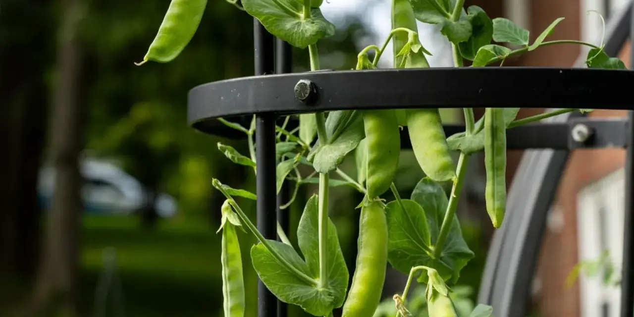 Peas growing on a trellis, showing lush green pods and leaves. This visual answers the question: do peas need a trellis?