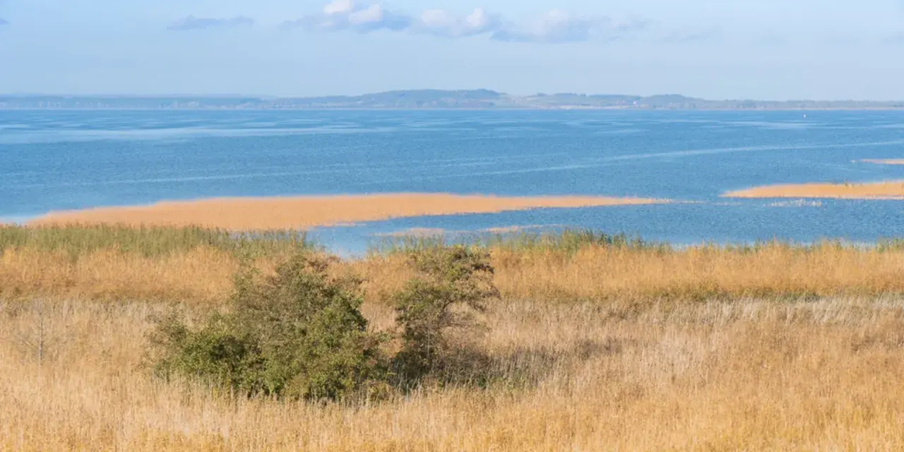 Zalew Szczeciński otoczony trzcinami, z widocznymi na horyzoncie wzgórzami.