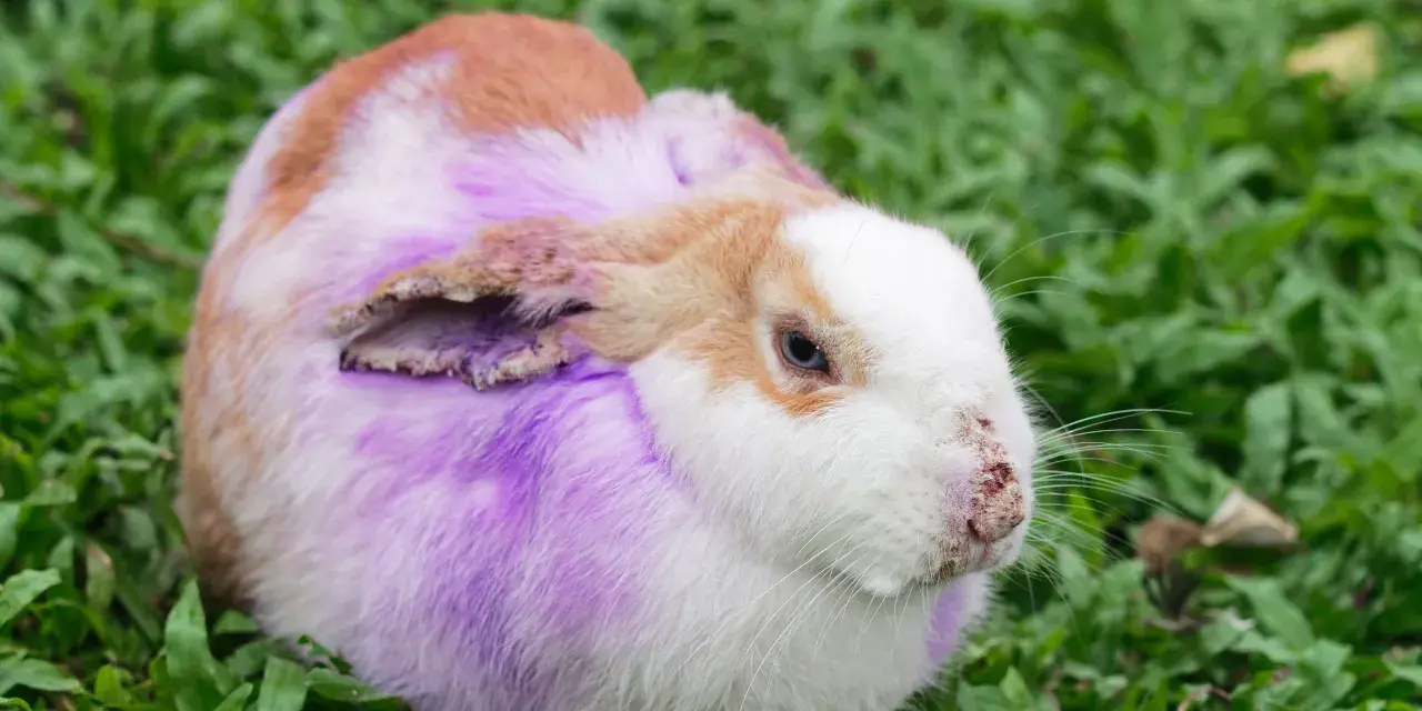 Coniglio con pelo viola e arrossato, forse affetto da dermatite umida.