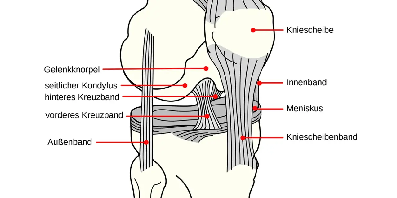 Anatomische Darstellung des Knies mit Beschriftungen. Hilfreich bei der Erklärung von knieschmerzen nach wandern.
