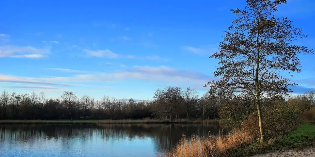 Ein ruhiger See spiegelt den blauen Himmel und die Bäume am Ufer. Am rechten Ufer des Sees in Erlensee Bickenbach steht ein Baum mit wenigen Blättern.
