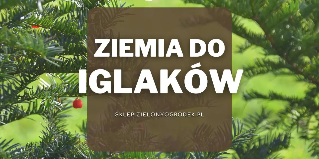 Zielone iglaki z czerwonymi owocami. Napis: Ziemia do iglaków. Idealna ziemia do iglaków dla Twoich roślin.