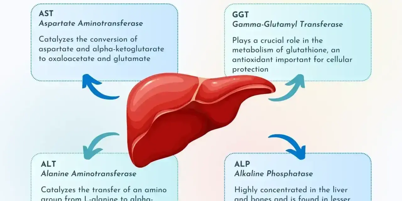 Schemat przedstawia enzymy wątrobowe: ALT, AST, GGT, ALP. AST to aspartaminotransferaza, kluczowa dla metabolizmu.