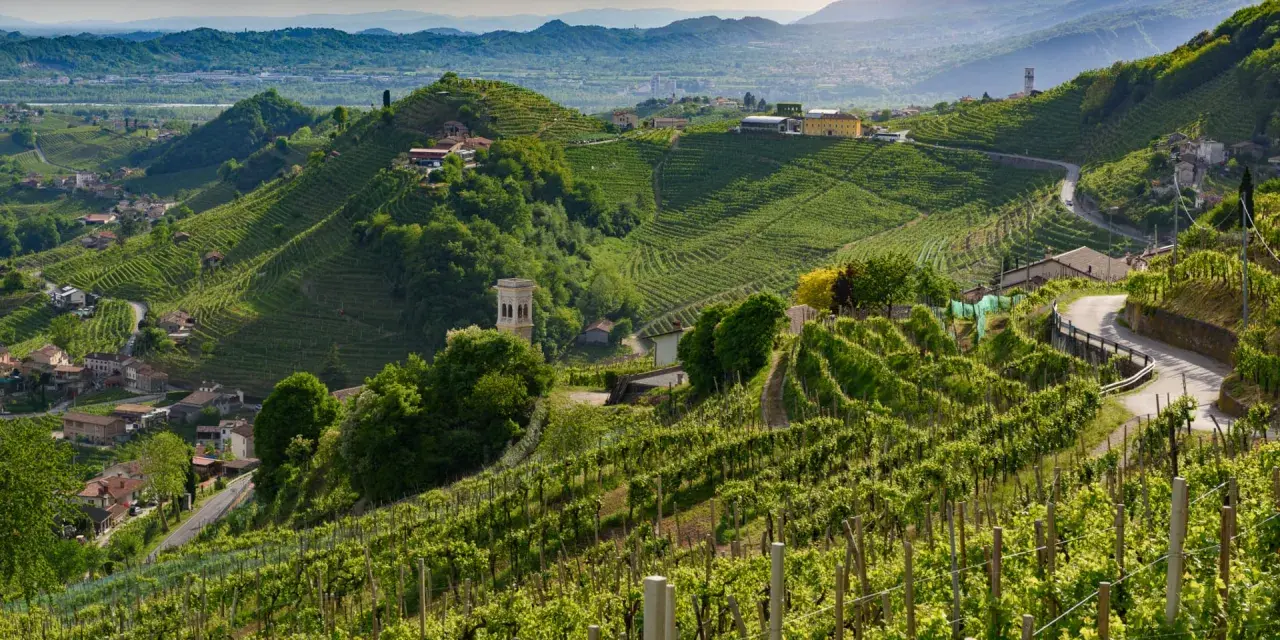 Rolling green hills covered in vineyards, with a winding road and scattered buildings.
