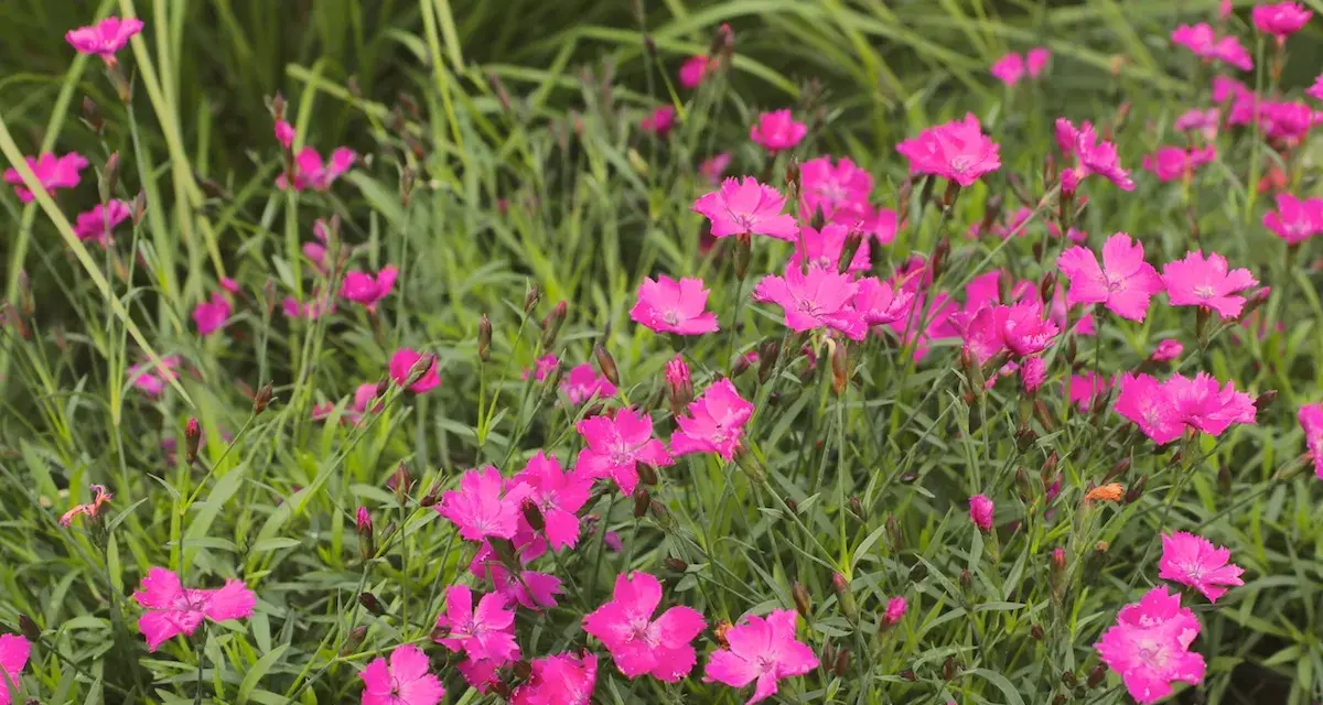 En äng full av livliga, rosa nejlika blommor som sträcker sig mot solen.