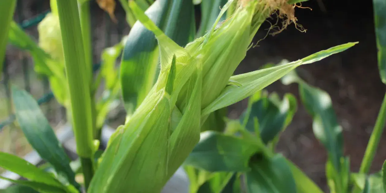 Un germoglio di mais verde, pronto per essere raccolto, con i suoi fili dorati che spuntano.