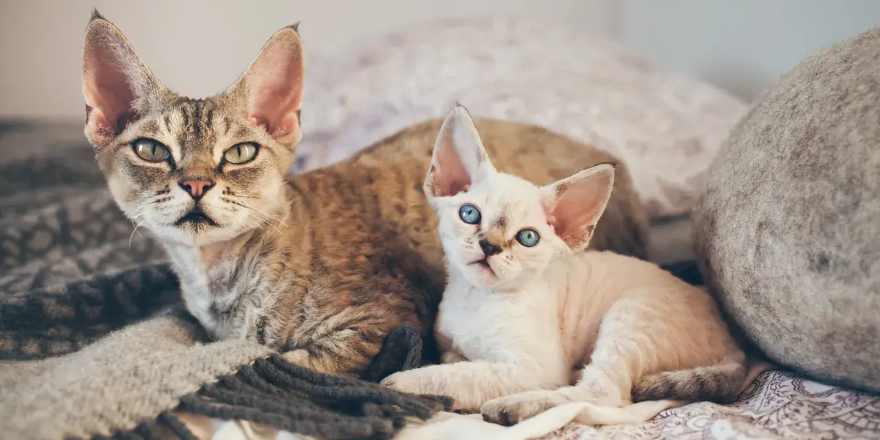 Dwa koty rasy Devon Rex leżą na kocu. Jeden jest pręgowany, drugi biały z niebieskimi oczami.