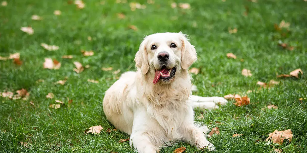Jak wychować golden retrievera: skuteczne metody i porady dla właścicieli