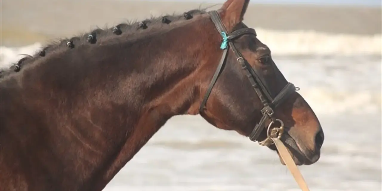Le beau cheval bai, nouma d'auzay, aux crins tressés, se tient près de l'océan.