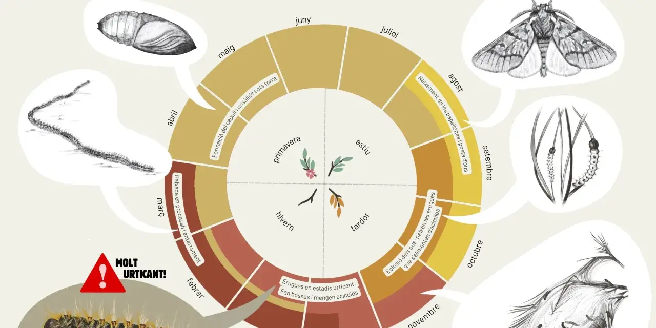 Ciclo vital de la procesionaria del pino: desde la oruga urticante hasta la procesionaria adulta, pasando por pupa y mariposa.