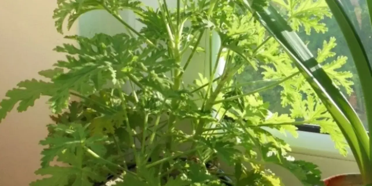 Zielony, rozłożysty geranium anginka z postrzępionymi liśćmi, rosnący na parapecie.