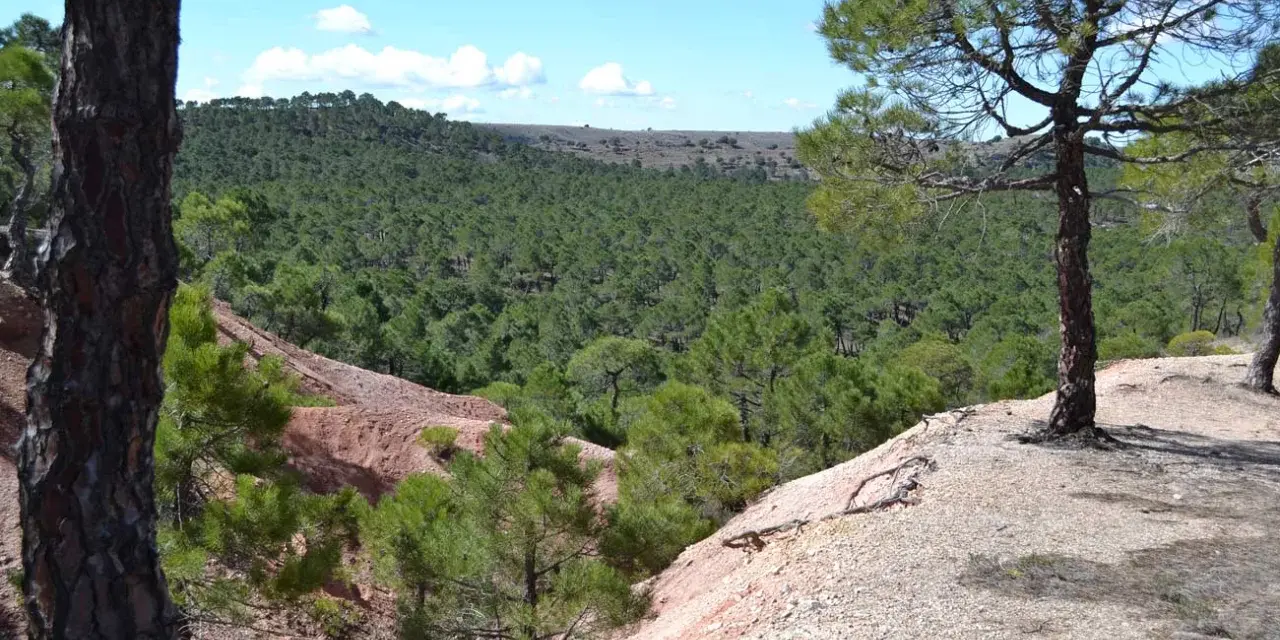 Vistas del mirador de Sigüenza, con un extenso bosque de pinos verdes y un terreno rojizo.