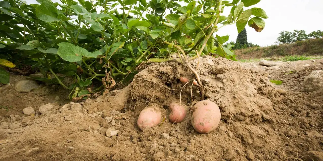 La terra rivela i suoi tesori: una pianta di patate con tuberi rosa pronti per essere raccolti.