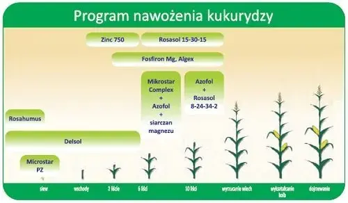 Jakie nawozy pod kukurydzę na ziarno - skuteczne metody nawożenia
