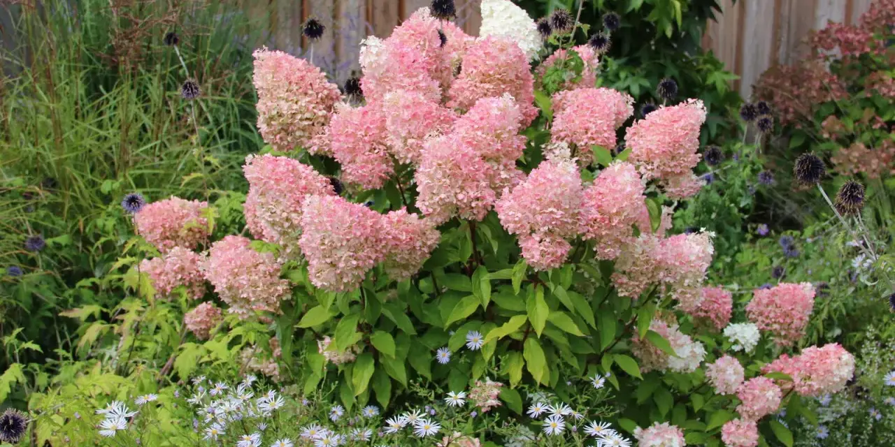 Ein Garten voller rosa Rispenhortensien, die sich gut vermehren lassen. Kleine weiße Blüten und dunkle Kugeldisteln ergänzen das Bild.