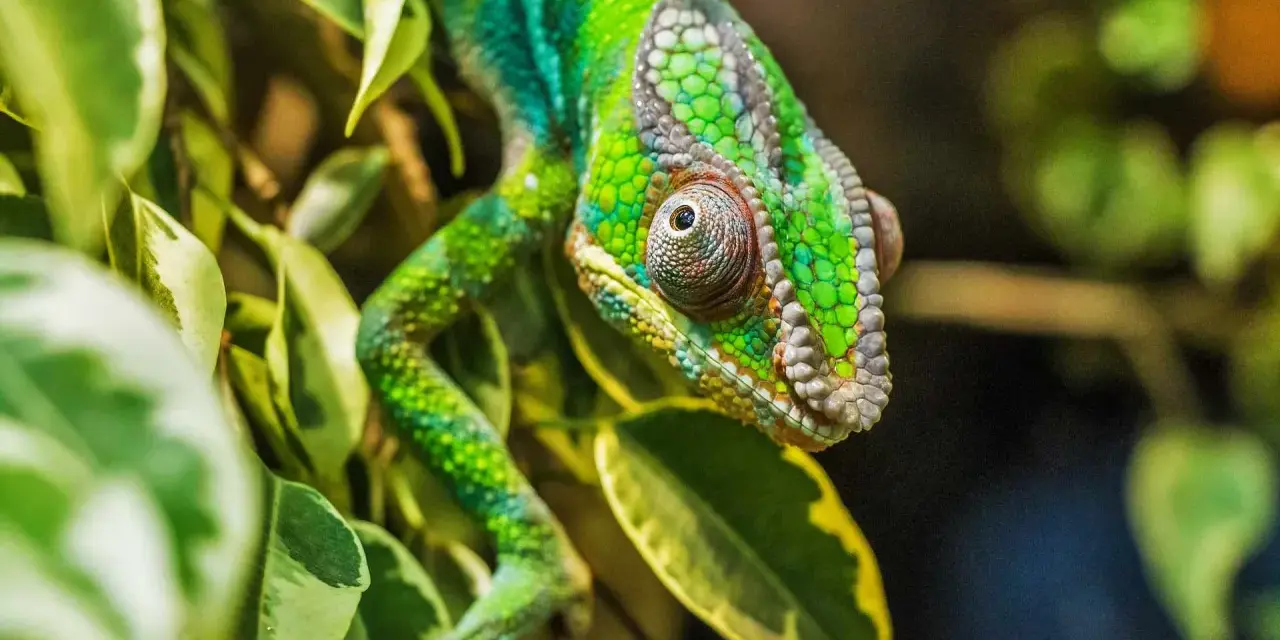 Zielony kameleon wśród liści. Zastanawiasz się, ile kosztuje kameleon? Ten okaz wygląda na bardzo cennego.