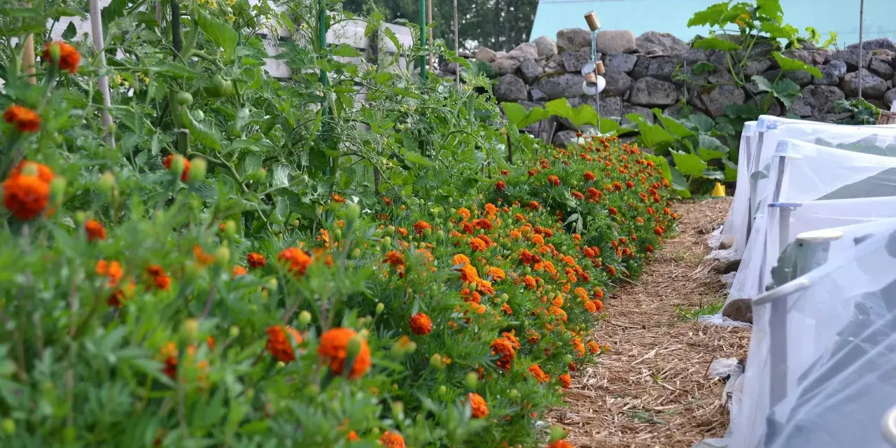 En rad med orange blommor kantas av tomatplantor i en pallkrage. Bredvid syns odlingar under fiberduk.