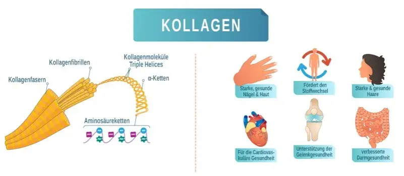 Die Wahrheit über Kollagen Nahrungsergänzungsmittel: Vorteile und Risiken