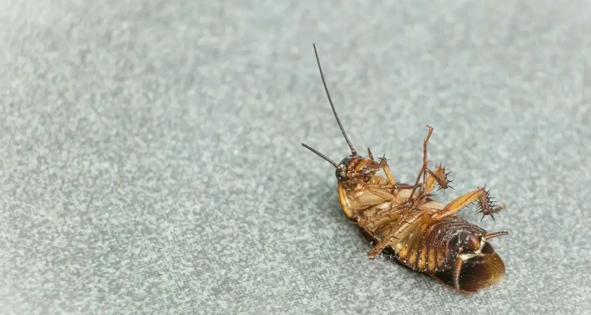 Una cucaracha muerta boca arriba sobre una superficie gris. Un recordatorio de las plagas que pueden aparecer con las cucarachas en verano.