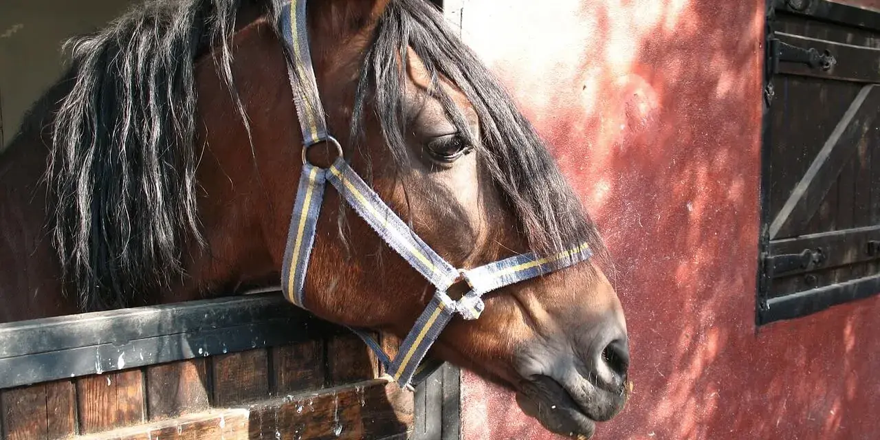 Un cheval brun à la crinière sombre regarde depuis son box dans une écurie de propriétaire. La lumière du soleil éclaire le mur rouge.