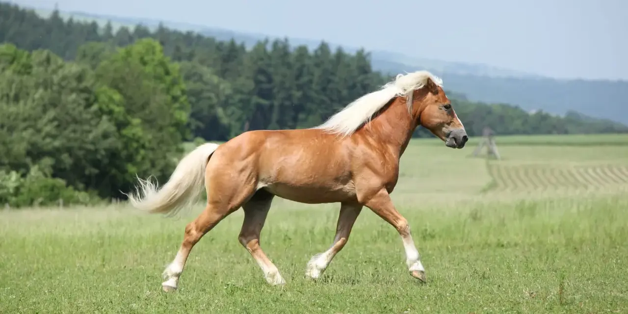 Un magnifique cheval palomino galope dans un pré verdoyant, sa crinière blonde flottant au vent.