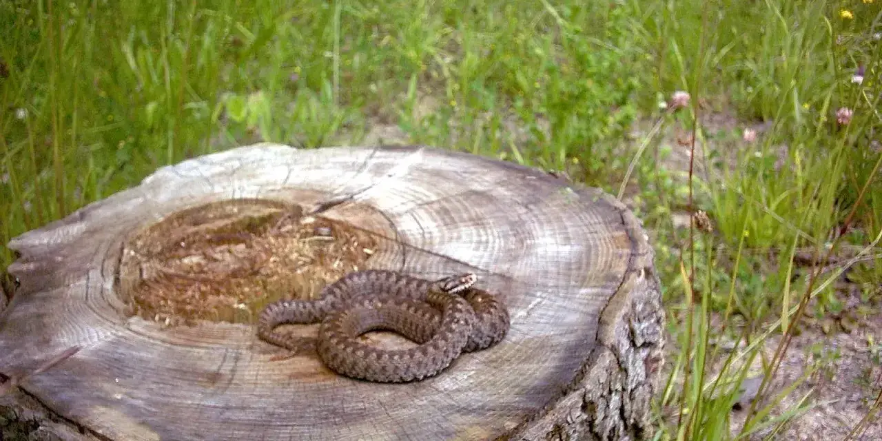 Żmija zygzakowata na pniu. Ciekawostki o jej kamuflażu i życiu w naturze.